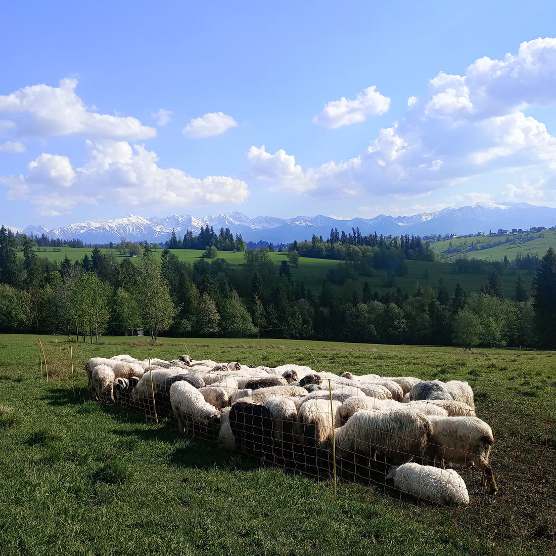 🐑  Kiedy jest sezon na owczego oscypka?