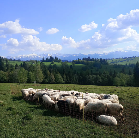 🐑  Kiedy jest sezon na owczego oscypka?